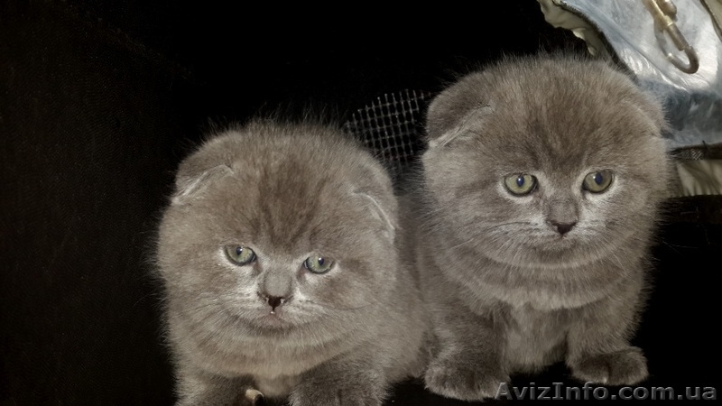 Шотландские вислоухие  котята голубого окраса - <ro>Изображение</ro><ru>Изображение</ru> #4, <ru>Объявление</ru> #205996