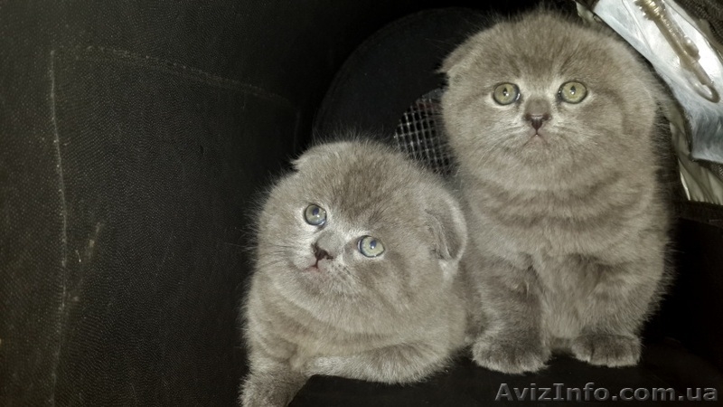 Шотландские вислоухие  котята голубого окраса - <ro>Изображение</ro><ru>Изображение</ru> #3, <ru>Объявление</ru> #205996