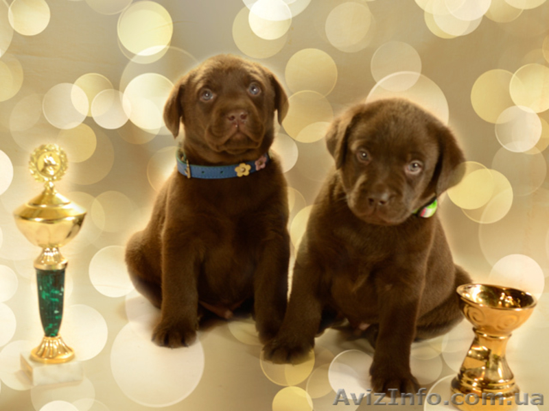 Красивые шоколадные щенки лабрадора - <ro>Изображение</ro><ru>Изображение</ru> #3, <ru>Объявление</ru> #1035535