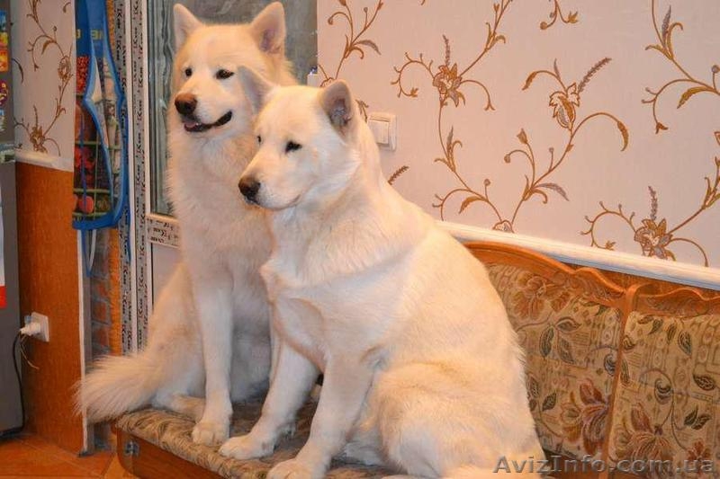 Щенки аляскинского маламута эксклюзивного белого окраса - <ro>Изображение</ro><ru>Изображение</ru> #1, <ru>Объявление</ru> #1038381