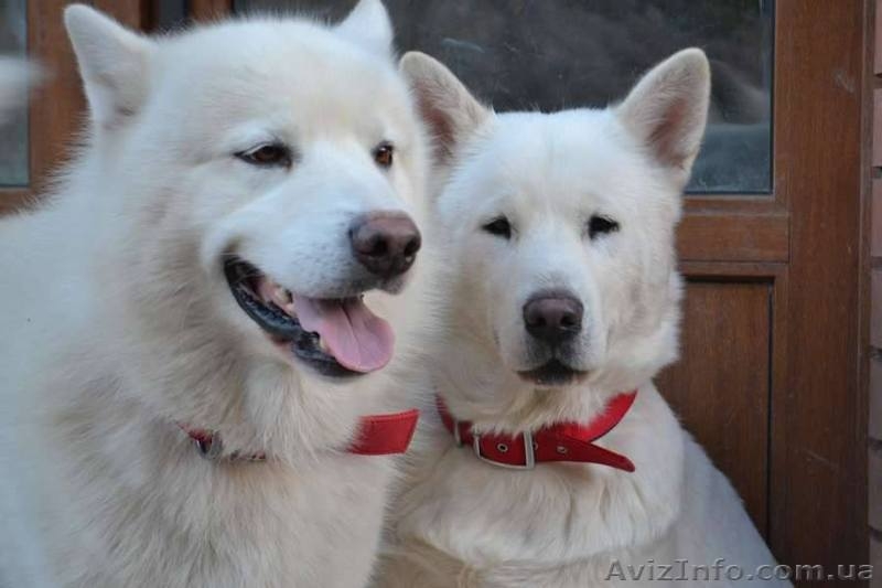 Щенки аляскинского маламута эксклюзивного белого окраса - <ro>Изображение</ro><ru>Изображение</ru> #10, <ru>Объявление</ru> #1038381