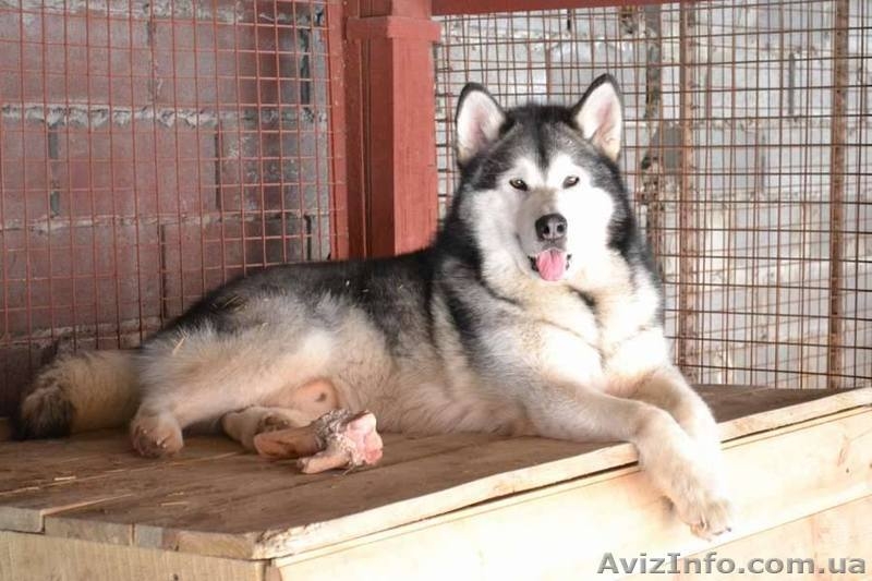 Кобель аляскинского маламута - <ro>Изображение</ro><ru>Изображение</ru> #2, <ru>Объявление</ru> #1038382