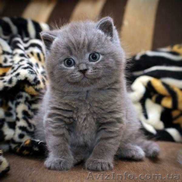 Британский кот приглашает на вязку вислоушек - <ro>Изображение</ro><ru>Изображение</ru> #4, <ru>Объявление</ru> #376392