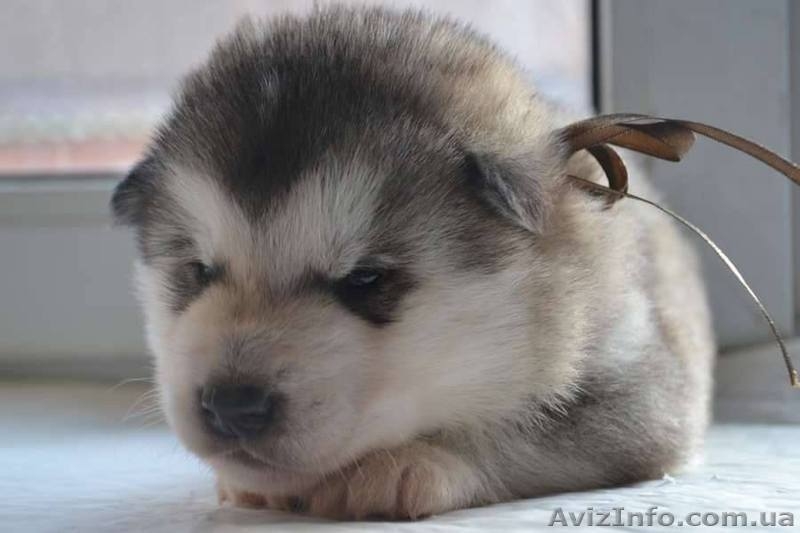 Щенки аляскинского маламута от лучшего питомника - <ro>Изображение</ro><ru>Изображение</ru> #2, <ru>Объявление</ru> #1038380