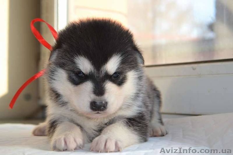 Щенки аляскинского маламута от лучшего питомника - <ro>Изображение</ro><ru>Изображение</ru> #3, <ru>Объявление</ru> #1038380