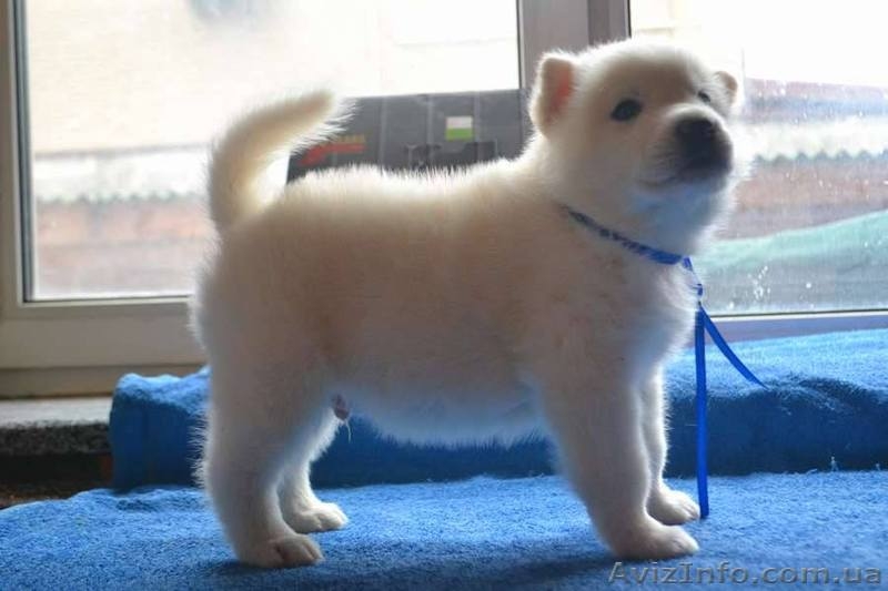 Щенки аляскинского маламута эксклюзивного белого окраса - <ro>Изображение</ro><ru>Изображение</ru> #3, <ru>Объявление</ru> #1038381