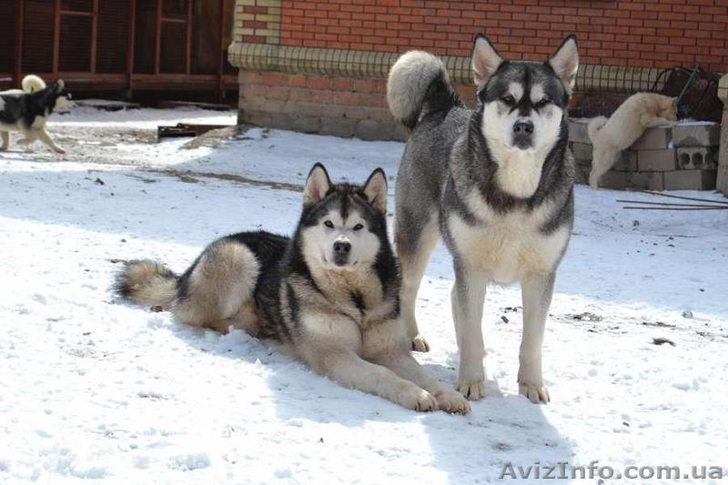 Кобель аляскинского маламута - <ro>Изображение</ro><ru>Изображение</ru> #4, <ru>Объявление</ru> #1038382