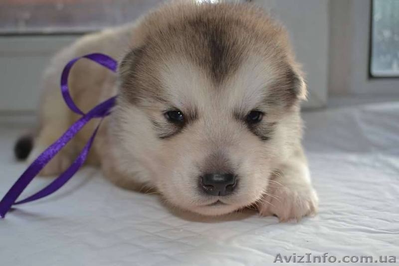 Щенки аляскинского маламута от лучшего питомника - <ro>Изображение</ro><ru>Изображение</ru> #4, <ru>Объявление</ru> #1038380