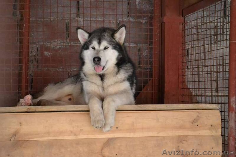 Кобель аляскинского маламута - <ro>Изображение</ro><ru>Изображение</ru> #3, <ru>Объявление</ru> #1038382