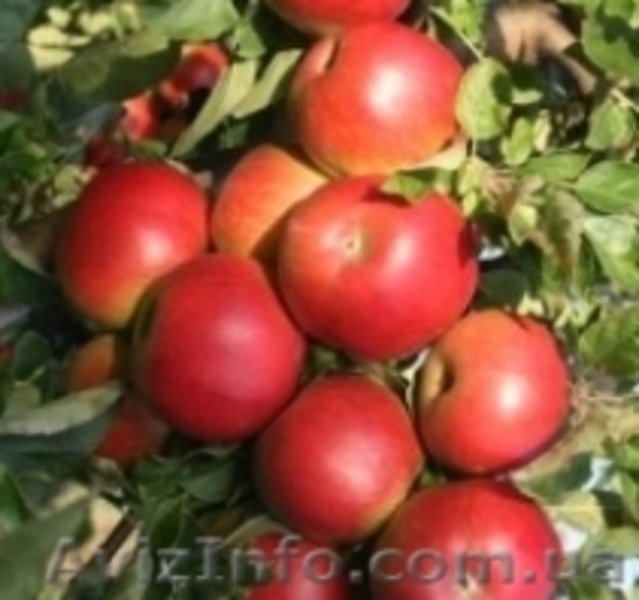 Интернет-магазин органических продуктов "Терра Органика" в Донецке - <ro>Изображение</ro><ru>Изображение</ru> #3, <ru>Объявление</ru> #1045515