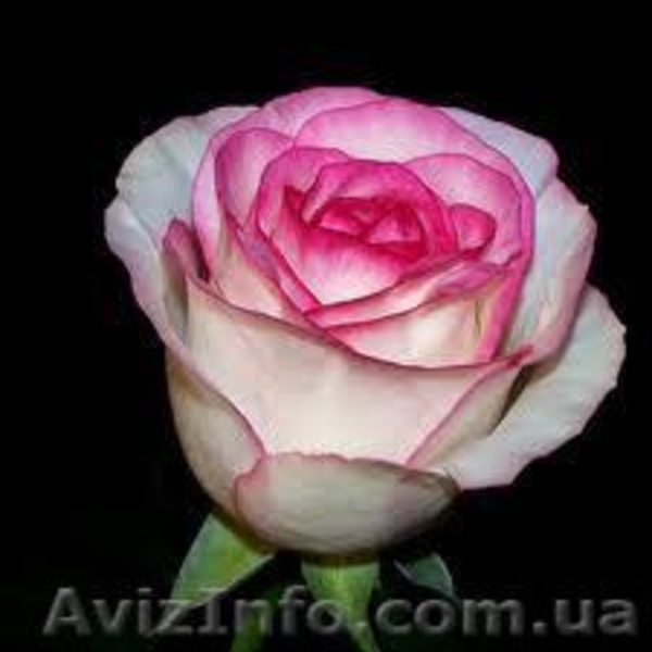 саженци роз оптом  - <ro>Изображение</ro><ru>Изображение</ru> #4, <ru>Объявление</ru> #1048642