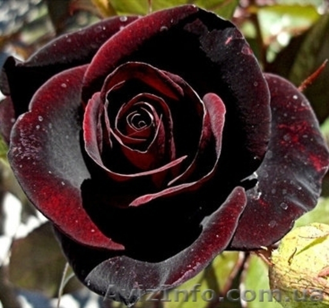 саженци роз оптом  - <ro>Изображение</ro><ru>Изображение</ru> #1, <ru>Объявление</ru> #1048642