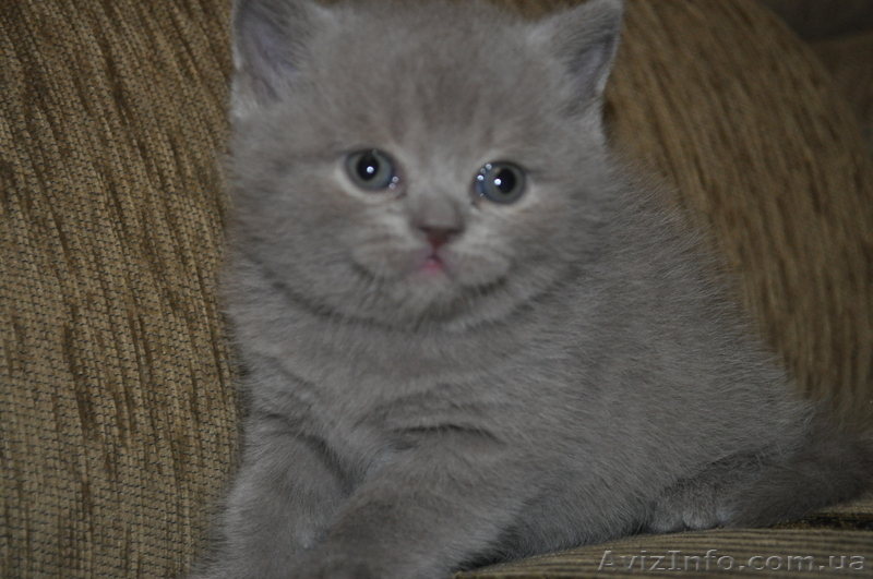 Шотландский толстячок - <ro>Изображение</ro><ru>Изображение</ru> #3, <ru>Объявление</ru> #1044609