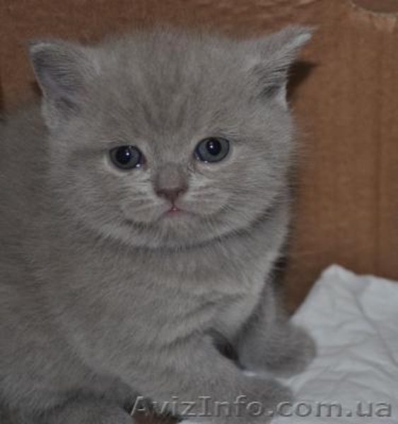 Шотландский толстячок - <ro>Изображение</ro><ru>Изображение</ru> #1, <ru>Объявление</ru> #1044609