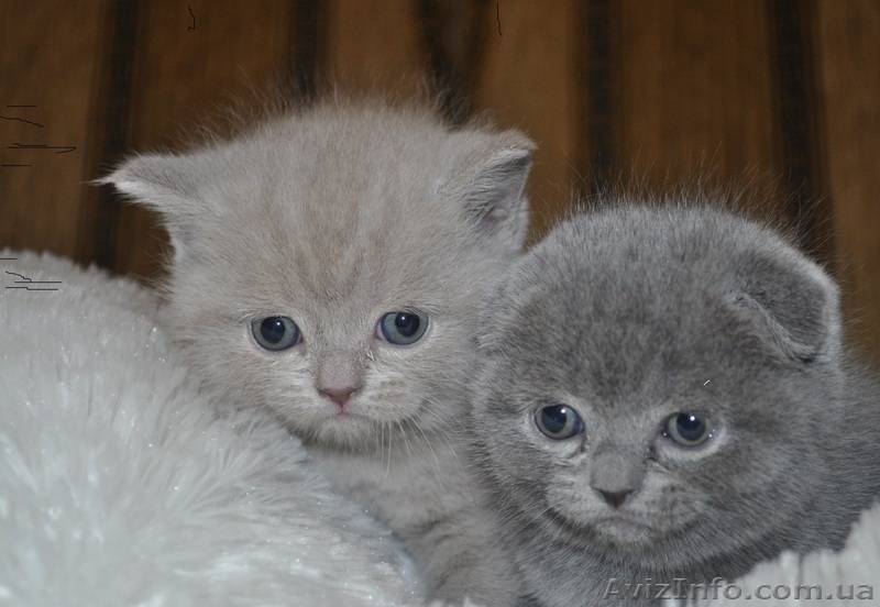 Шотландский толстячок - <ro>Изображение</ro><ru>Изображение</ru> #4, <ru>Объявление</ru> #1044609