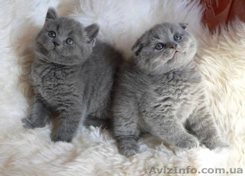 Британский кот приглашает на вязку вислоушек - <ro>Изображение</ro><ru>Изображение</ru> #3, <ru>Объявление</ru> #376392