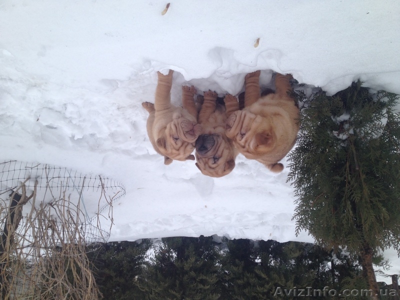 Продаются шарпейчики - <ro>Изображение</ro><ru>Изображение</ru> #3, <ru>Объявление</ru> #1043902