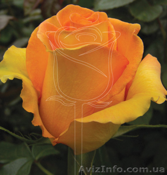 саженци роз оптом  - <ro>Изображение</ro><ru>Изображение</ru> #2, <ru>Объявление</ru> #1048642