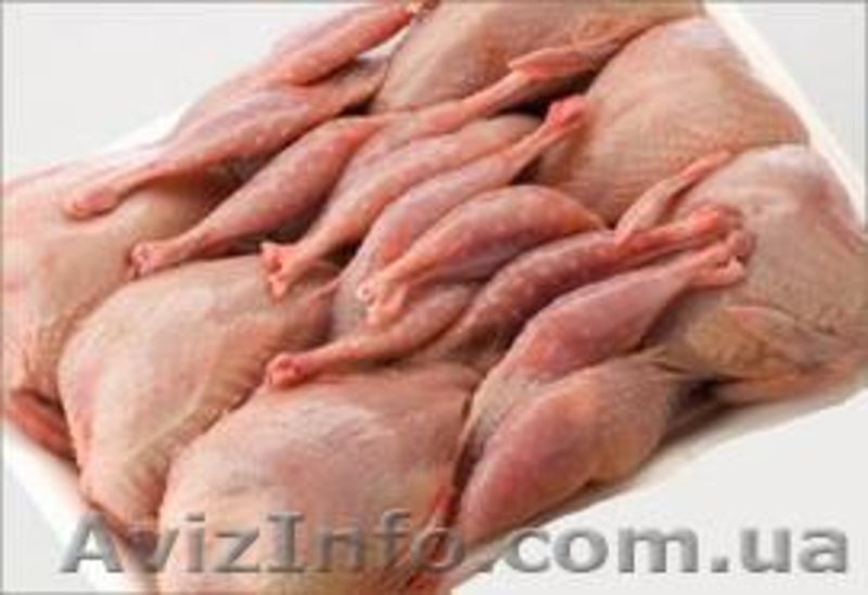     Продам яйцо перепелиное и мясо перепела - <ro>Изображение</ro><ru>Изображение</ru> #2, <ru>Объявление</ru> #1033185