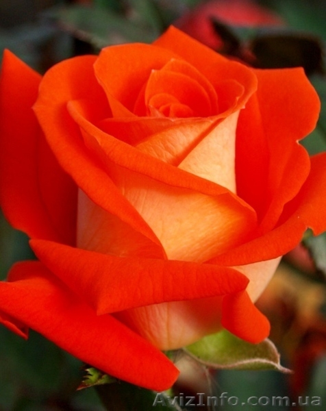 саженци роз оптом  - <ro>Изображение</ro><ru>Изображение</ru> #7, <ru>Объявление</ru> #1048642