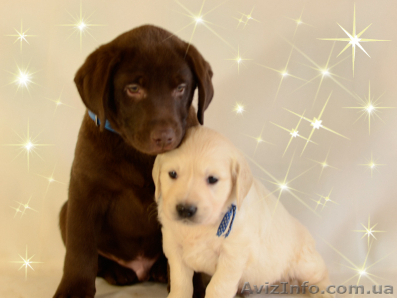 Красивые шоколадные щенки лабрадора - <ro>Изображение</ro><ru>Изображение</ru> #6, <ru>Объявление</ru> #1035535