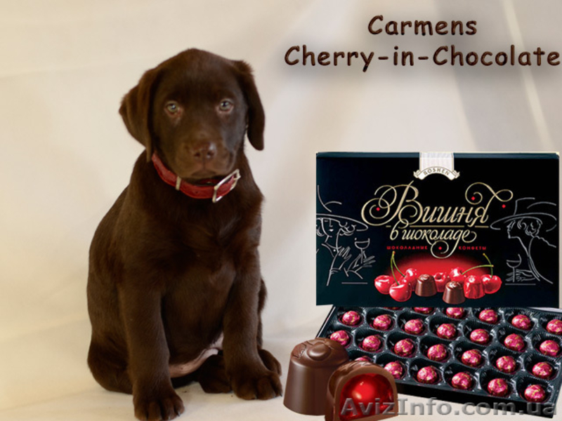 Красивые шоколадные щенки лабрадора - <ro>Изображение</ro><ru>Изображение</ru> #5, <ru>Объявление</ru> #1035535