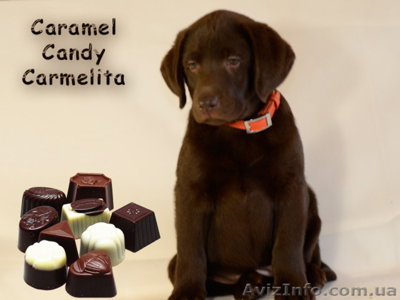 Красивые шоколадные щенки лабрадора - <ro>Изображение</ro><ru>Изображение</ru> #8, <ru>Объявление</ru> #1035535