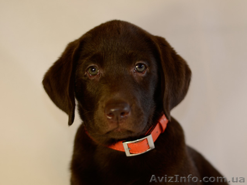 Красивые шоколадные щенки лабрадора - <ro>Изображение</ro><ru>Изображение</ru> #7, <ru>Объявление</ru> #1035535