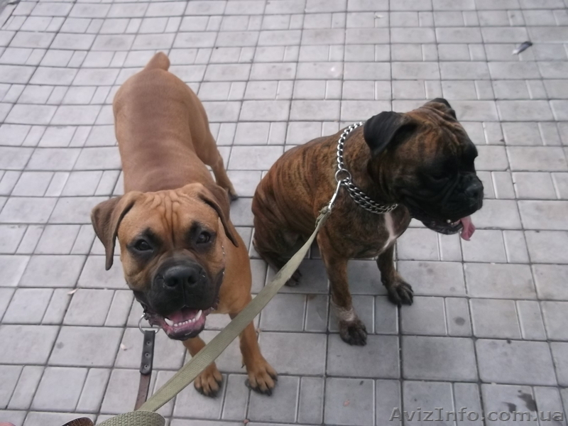 Собака-КЛОУН,НЯНЬКА и без вопросов БОЕЦ!!! - <ro>Изображение</ro><ru>Изображение</ru> #3, <ru>Объявление</ru> #1052605