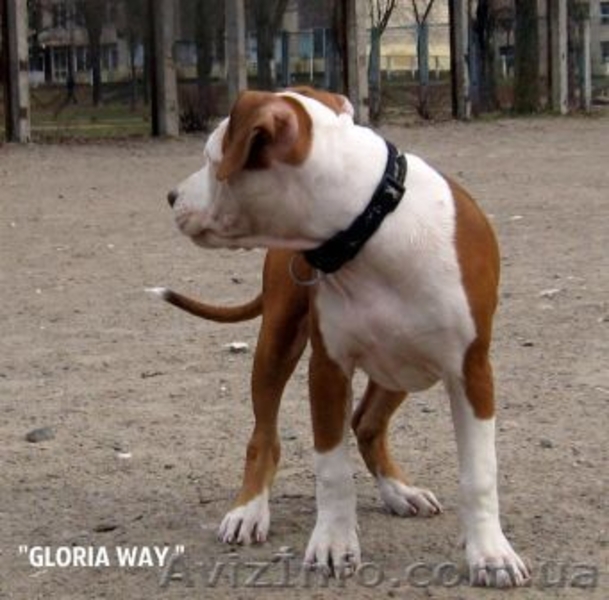 Выстовачный щенок  Девочки  Ам. Стафф. Терьер.,  - <ro>Изображение</ro><ru>Изображение</ru> #2, <ru>Объявление</ru> #284940