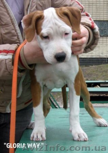 Выстовачный щенок  Девочки  Ам. Стафф. Терьер.,  - <ro>Изображение</ro><ru>Изображение</ru> #1, <ru>Объявление</ru> #284940
