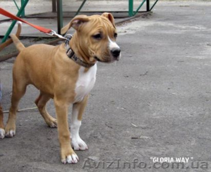 Выстовачный щенок  Девочки  Ам. Стафф. Терьер.,  - <ro>Изображение</ro><ru>Изображение</ru> #5, <ru>Объявление</ru> #284940