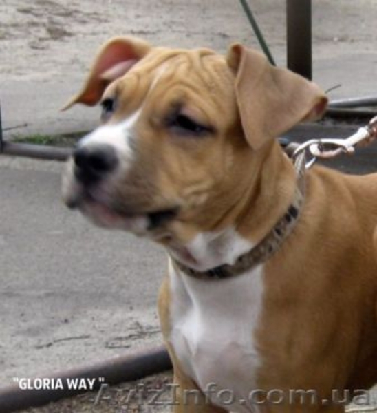 Выстовачный щенок  Девочки  Ам. Стафф. Терьер.,  - <ro>Изображение</ro><ru>Изображение</ru> #4, <ru>Объявление</ru> #284940