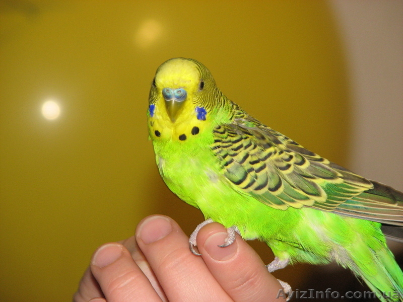 Попугай волнистый. Ручной. - <ro>Изображение</ro><ru>Изображение</ru> #1, <ru>Объявление</ru> #676161