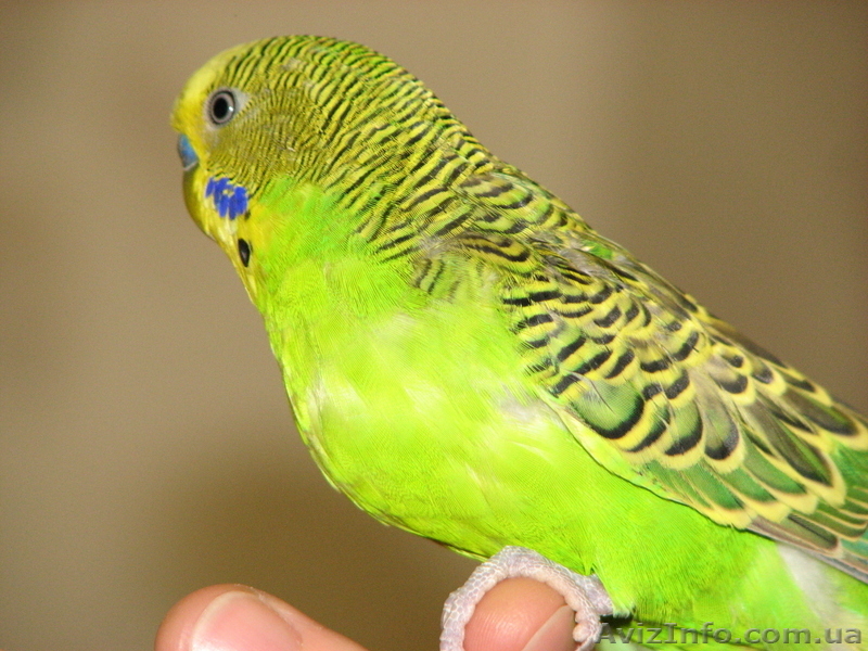 Попугай волнистый. Ручной. - <ro>Изображение</ro><ru>Изображение</ru> #2, <ru>Объявление</ru> #676161