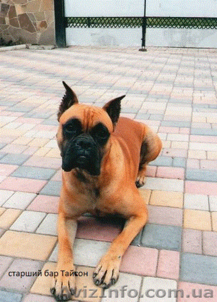 Собака-КЛОУН,НЯНЬКА и без вопросов БОЕЦ!!! - <ro>Изображение</ro><ru>Изображение</ru> #5, <ru>Объявление</ru> #1052605