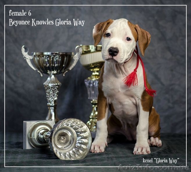 Выстовачный щенок  Девочки  Ам. Стафф. Терьер.,  - <ro>Изображение</ro><ru>Изображение</ru> #3, <ru>Объявление</ru> #284940