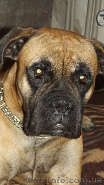 Собака-КЛОУН,НЯНЬКА и без вопросов БОЕЦ!!! - <ro>Изображение</ro><ru>Изображение</ru> #4, <ru>Объявление</ru> #1052605