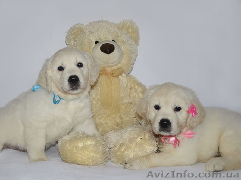 щенки золотистого ретривера от чемпионов - <ro>Изображение</ro><ru>Изображение</ru> #3, <ru>Объявление</ru> #1067056