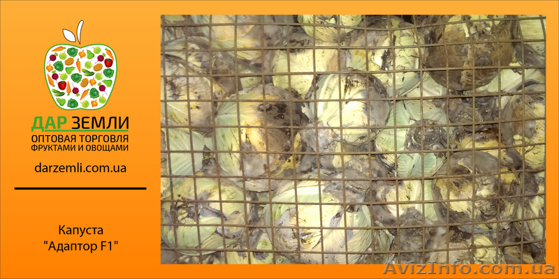 Глумов Дмитрий, @-mail: Dar_Zemli@bk.ru, +38 099 048 49 46 - <ro>Изображение</ro><ru>Изображение</ru> #4, <ru>Объявление</ru> #1072193