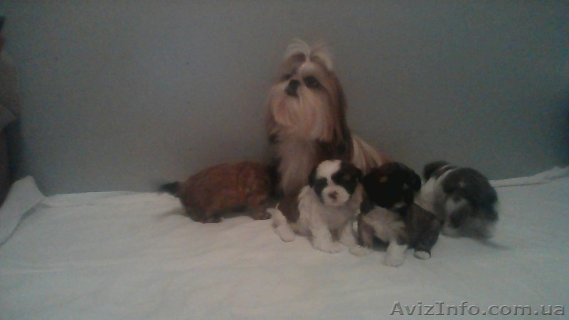 Продам щенки ши-тцу - <ro>Изображение</ro><ru>Изображение</ru> #2, <ru>Объявление</ru> #1071490