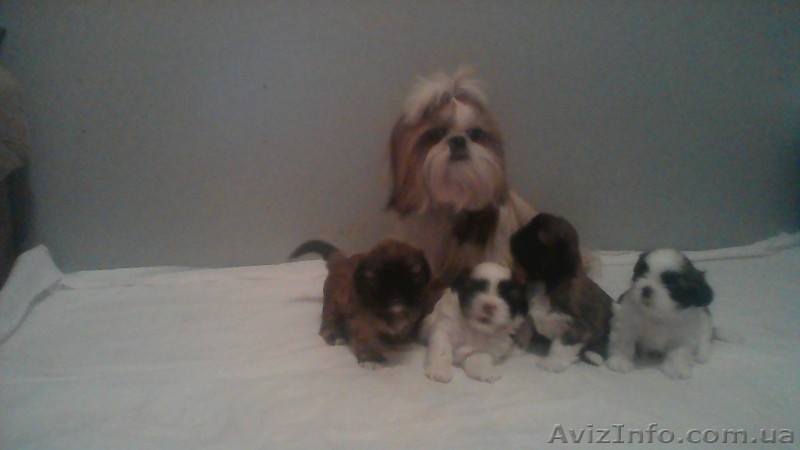 Продам щенки ши-тцу - <ro>Изображение</ro><ru>Изображение</ru> #4, <ru>Объявление</ru> #1071490