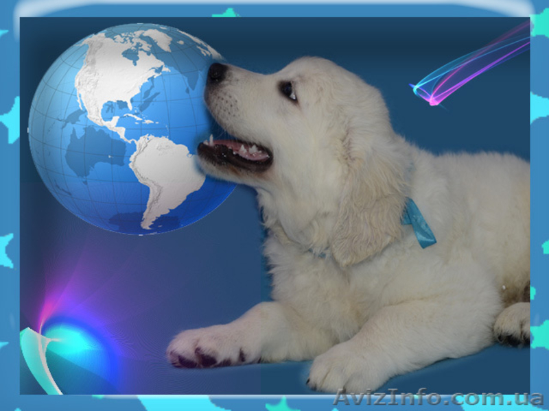 щенки золотистого ретривера от чемпионов - <ro>Изображение</ro><ru>Изображение</ru> #2, <ru>Объявление</ru> #1067056