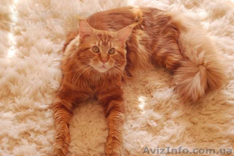 Котята менй-кун - <ro>Изображение</ro><ru>Изображение</ru> #1, <ru>Объявление</ru> #1097703