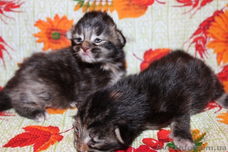 Котята менй-кун - <ro>Изображение</ro><ru>Изображение</ru> #2, <ru>Объявление</ru> #1097703