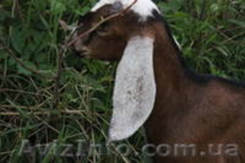 Козлик нубийский-93,5% - <ro>Изображение</ro><ru>Изображение</ru> #2, <ru>Объявление</ru> #1091298