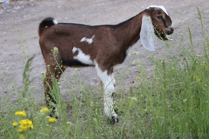 Козлик нубийский-93,5% - <ro>Изображение</ro><ru>Изображение</ru> #1, <ru>Объявление</ru> #1091298