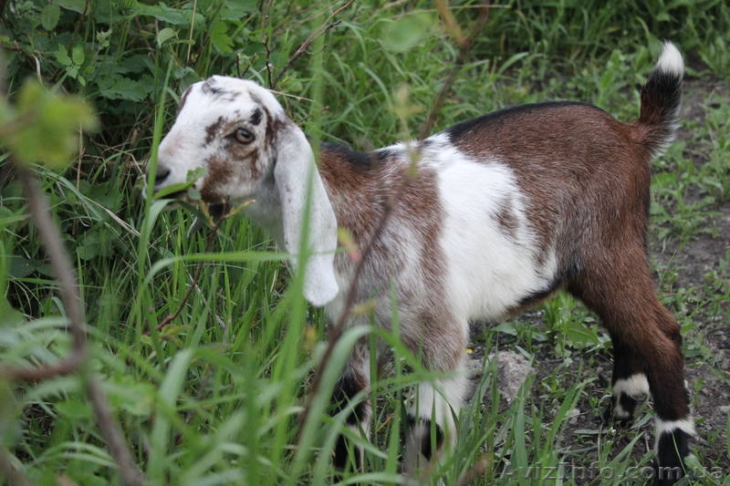 Козлик нубийский-93,5% - <ro>Изображение</ro><ru>Изображение</ru> #4, <ru>Объявление</ru> #1091298