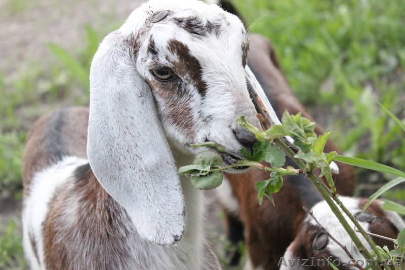 Козлик нубийский-93,5% - <ro>Изображение</ro><ru>Изображение</ru> #3, <ru>Объявление</ru> #1091298