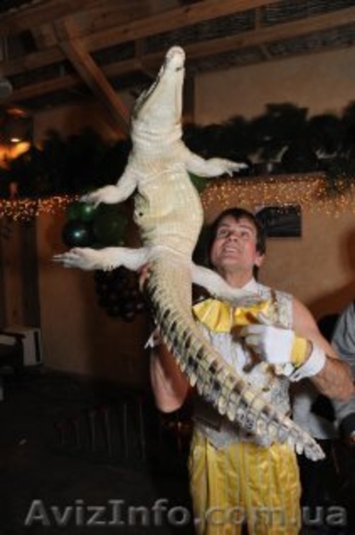 Цирковые номера на Ваш праздник Донецк - <ro>Изображение</ro><ru>Изображение</ru> #1, <ru>Объявление</ru> #1090631